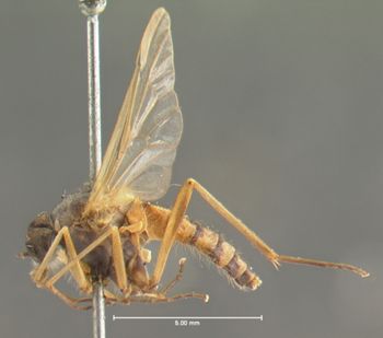 Media type: image;   Entomology 12608 Aspect: habitus lateral view
